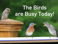 The_Birds_are_Busy_Today